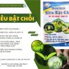 Amino Siêu bật chồi