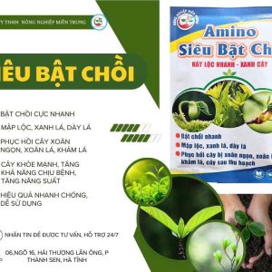 Amino Siêu bật chồi