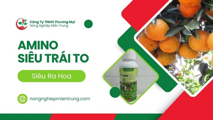 Amino siêu ra hoa trái to