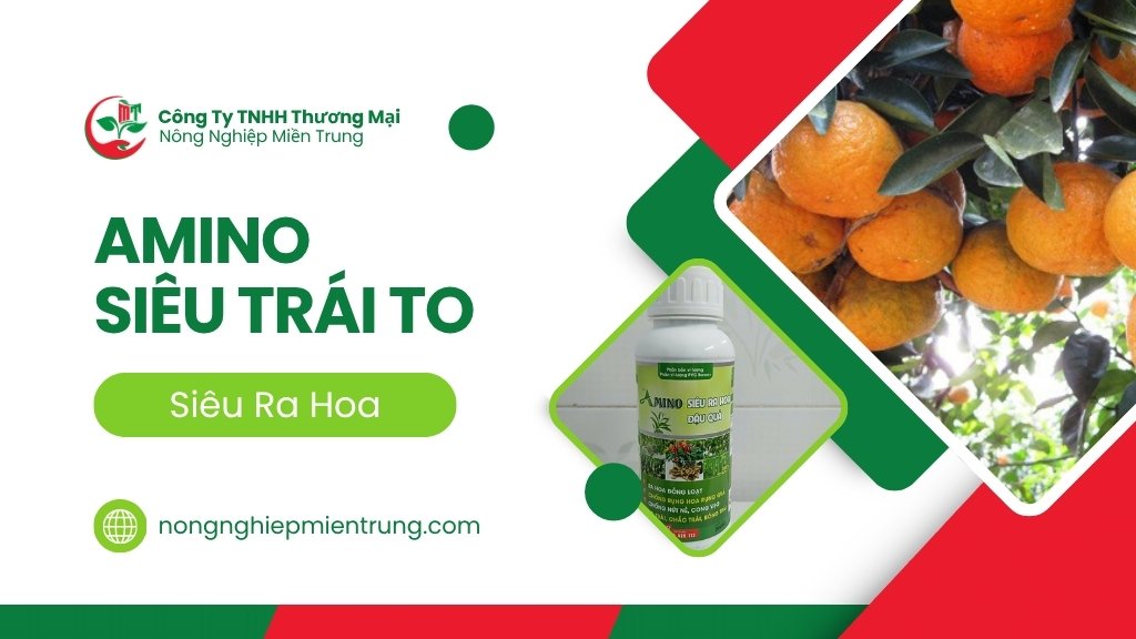 Amino siêu ra hoa trái to