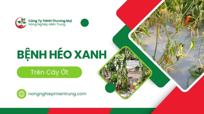 bệnh héo xanh, bệnh héo xanh trên cây ớt