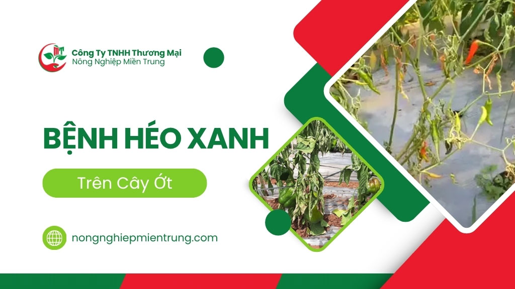 bệnh héo xanh, bệnh héo xanh trên cây ớt