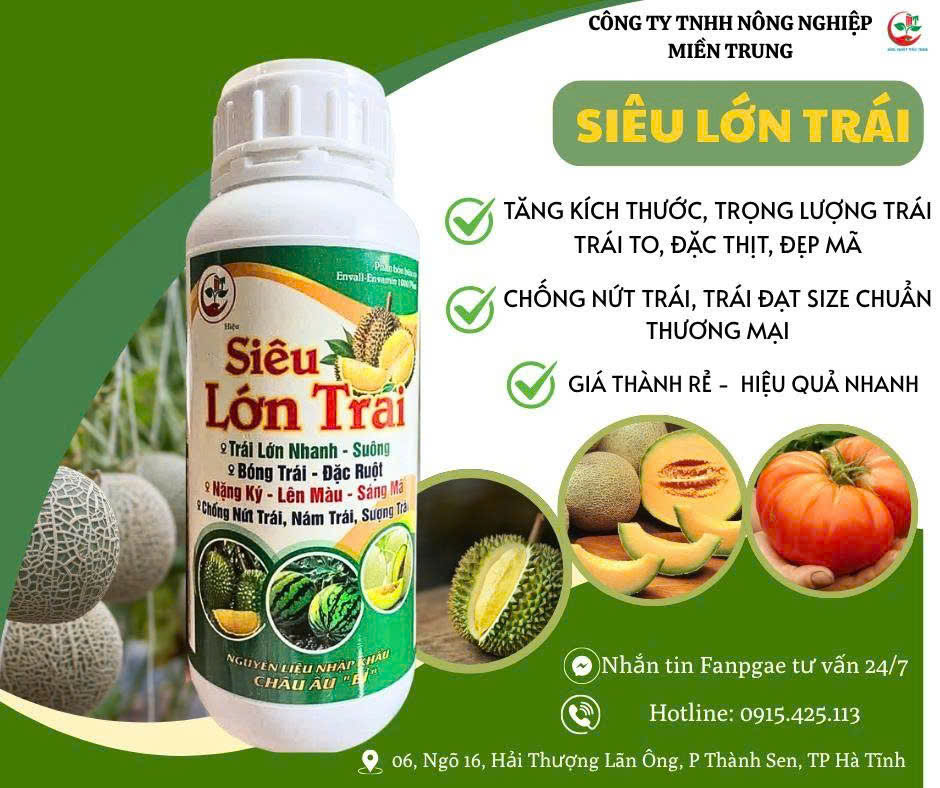 siêu trái lớn