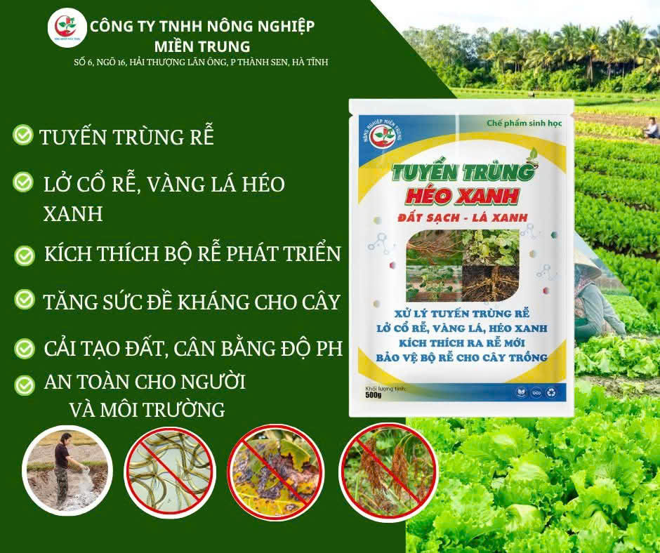 Tuyến trùng héo xanh