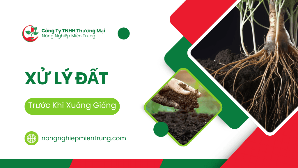 xử lý đất trước khi xuống giống